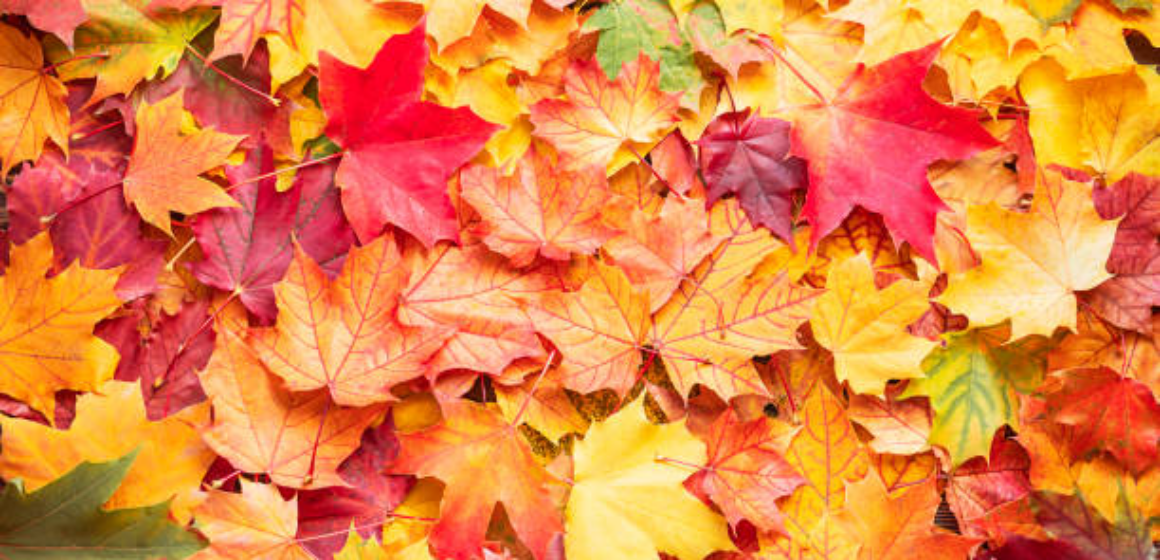 Herbst an der Nord-Grundschule