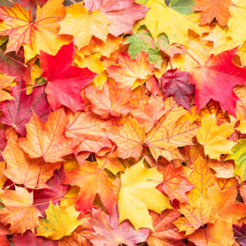 Herbst an der Nord-Grundschule